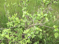 Philadelphus lewisii