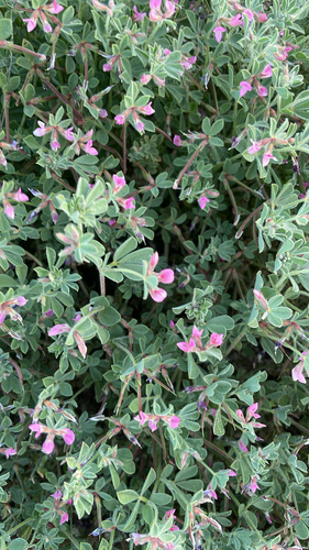 Red Bird's-Foot Trefoil