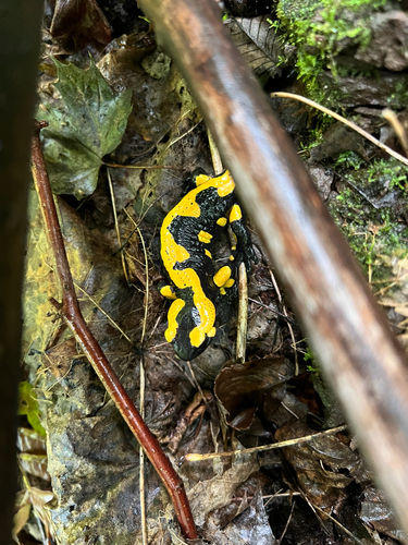 Fire Salamander