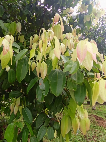 Cinnamomum verum observed 2026-09-21