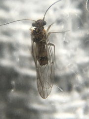 Lachesilla