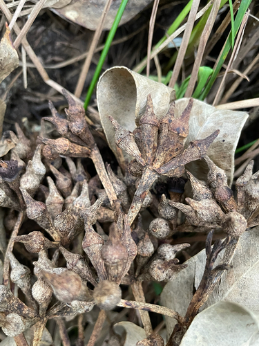 Eucalyptus robusta observed 2026-09-22