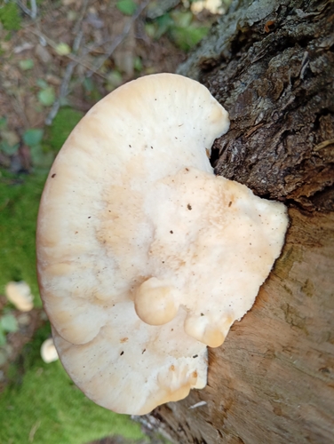 Climacocystis borealis