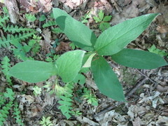 Symphytum tuberosum, photograph (c) Oleksandr Shynder, some rights reserved (CC BY)