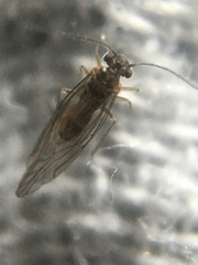 Lachesilla