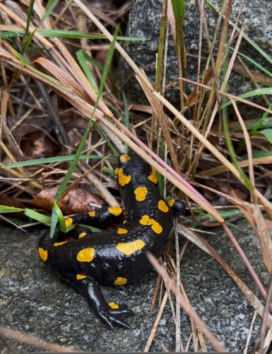 Fire Salamander