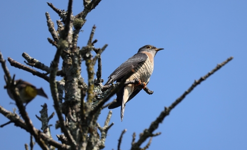 iNaturalist image