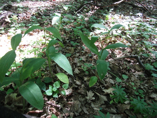 Symphytum tuberosum, photograph 5