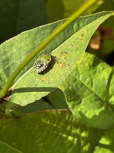 Southern Green Stink Bug