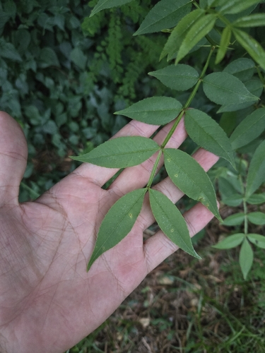 Zanthoxylum armatum