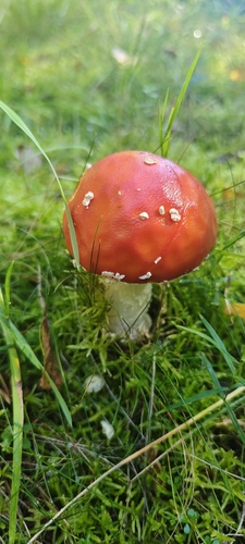 Fly Agaric