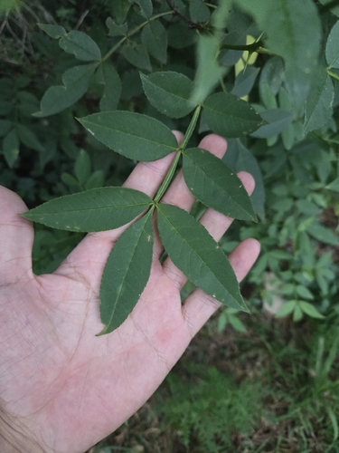 Zanthoxylum armatum, photograph 2