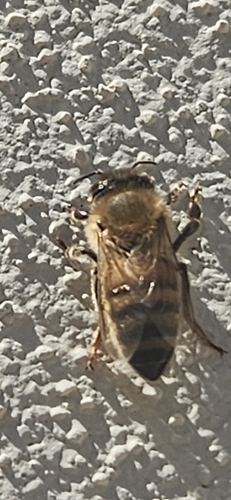 Western Honey Bee