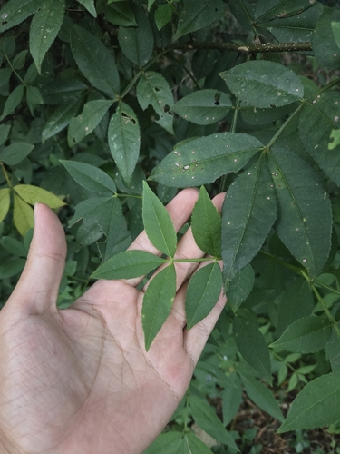 Zanthoxylum armatum, photograph 3