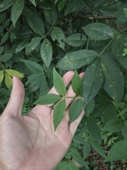 Zanthoxylum armatum, photograph (c) jimmy, some rights reserved (CC BY)