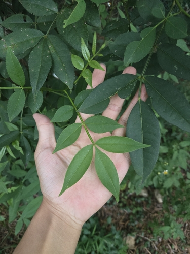 Zanthoxylum armatum, photograph 4