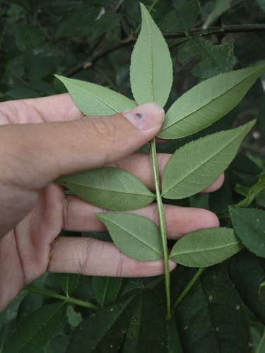 Zanthoxylum armatum, photograph 5