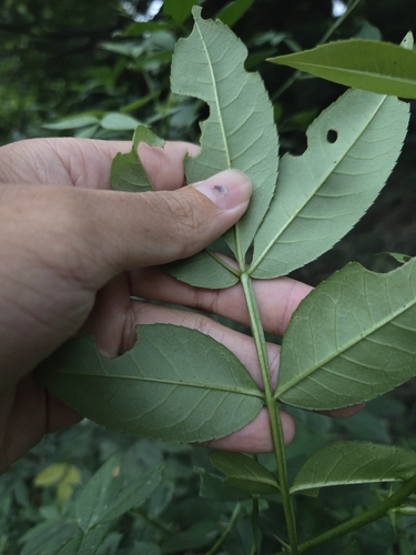 Zanthoxylum armatum, photograph 6