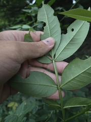 Zanthoxylum armatum, photograph (c) jimmy, some rights reserved (CC BY)