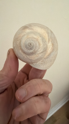 Northern Moonsnail