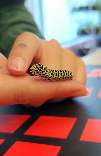 Old World Swallowtail
