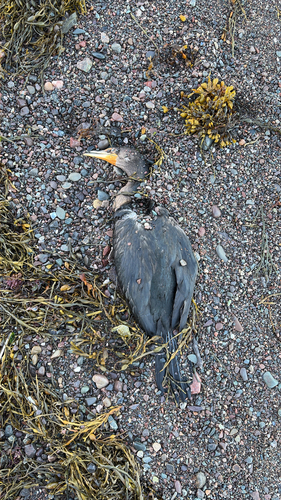 Double-crested Cormorant
