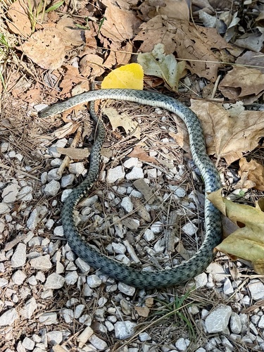 Tessellated Water Snake