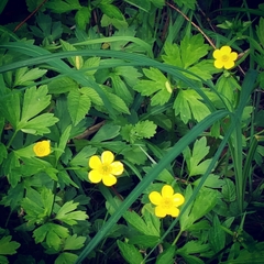 Ranunculus hispidus nitidus