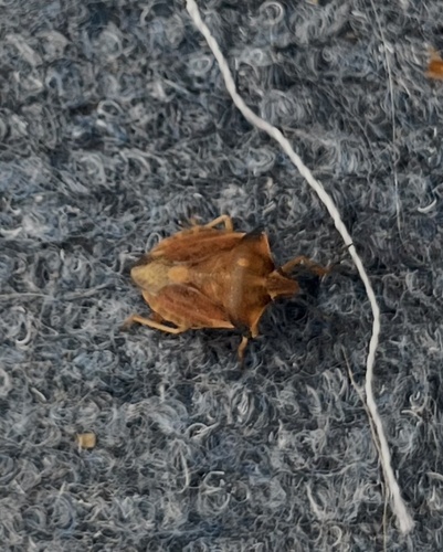 northern fruit bug