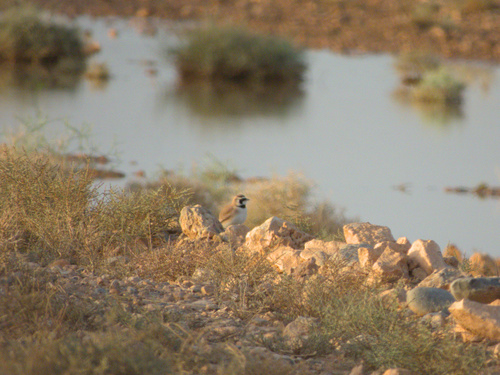 Temminck's Lark