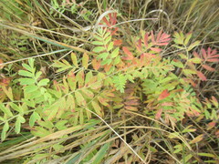 Sibbaldianthe bifurca