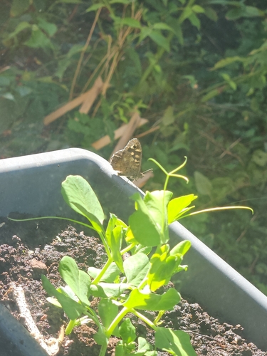 Speckled Wood