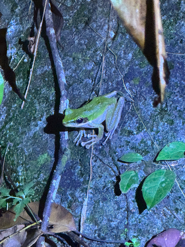 Odorrana hosii observed 2026-09-21