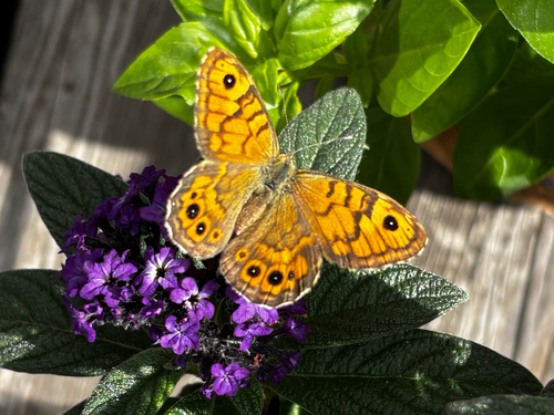 Wall Brown