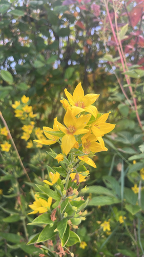 Dotted Loosestrife
