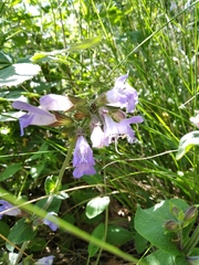 Salvia tomentosa