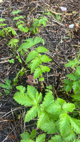 Meadowsweet