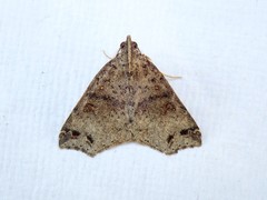 Lithilaria proestans