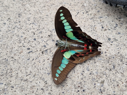 Common Bluebottle