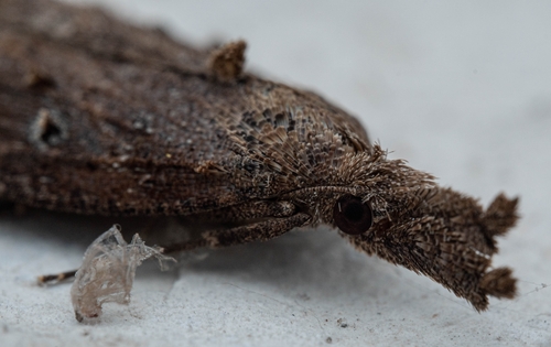 Buttoned Snout