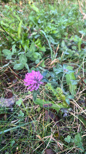 Red Clover