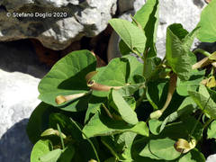 Aristolochia lutea