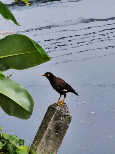 Common Myna