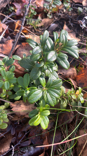 Lingonberry