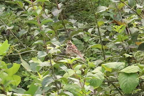 Yellow-throated Bunting