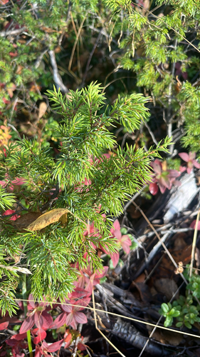 common juniper