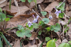 Viola grypoceras
