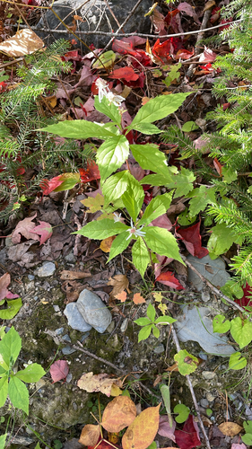 whorled wood aster