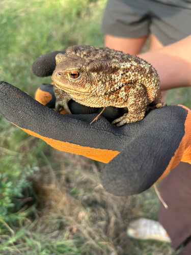 European Toad