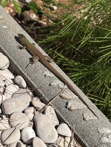 Dalmatian Wall Lizard